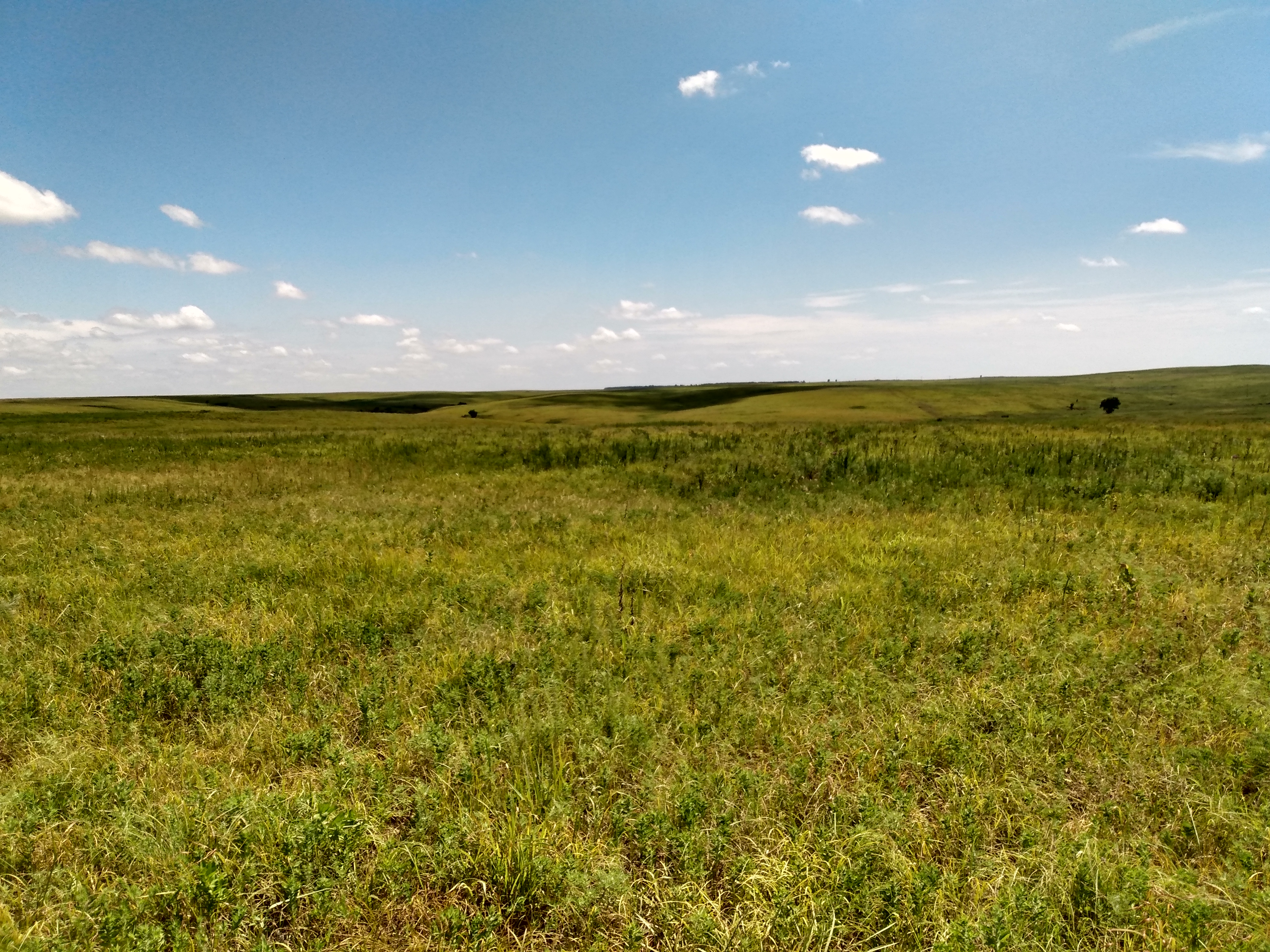 Our study site at the Joseph H. Williams Tallgrass Prairie Preserve, Stillwater, Oklahoma, United States