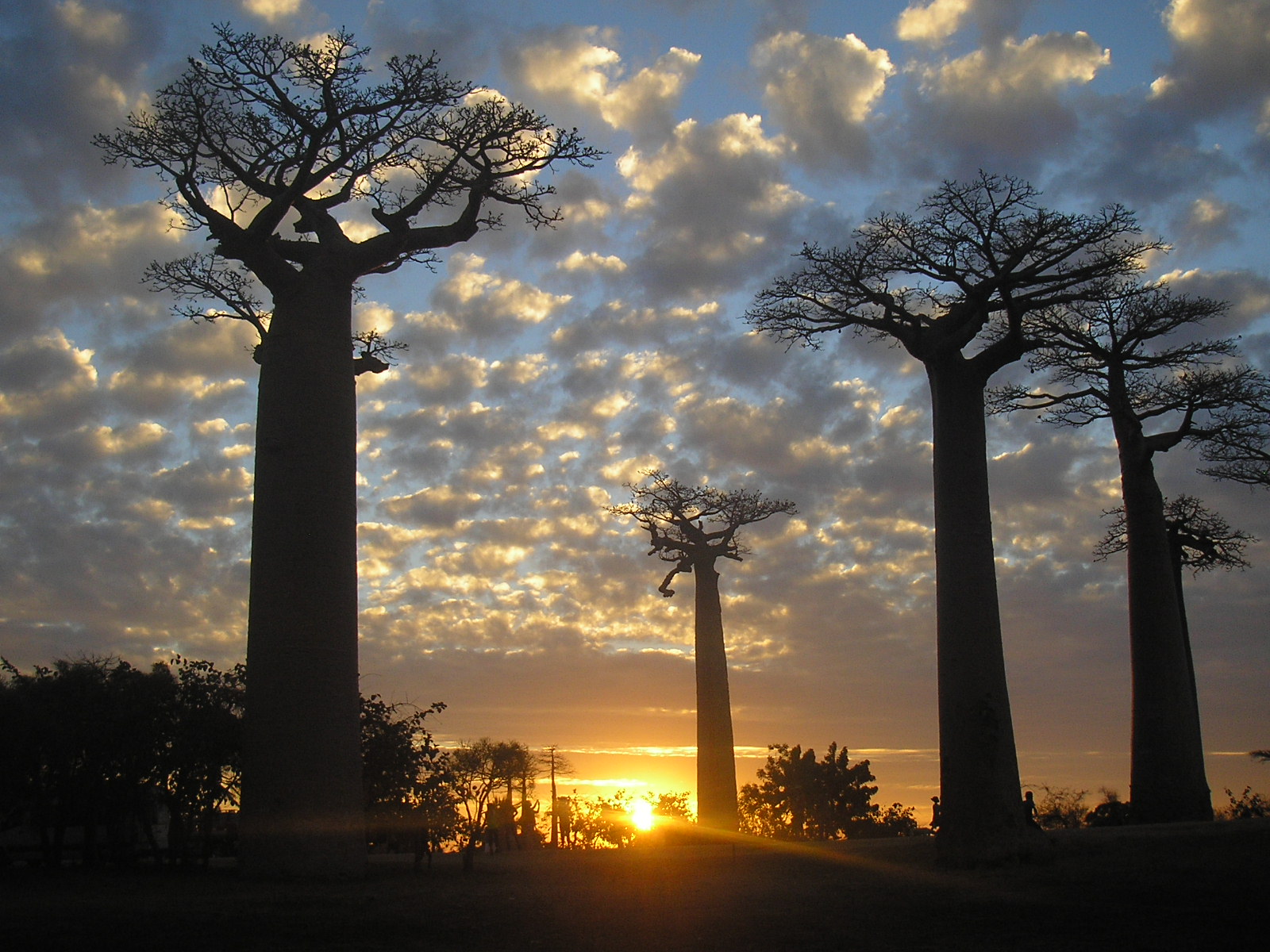 A sunset at the Avenues of Baobab, Morondava, Madagascar